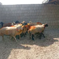 میش داشتی