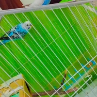 پرنده خانگی|پرنده|پارسیان, |دیوار