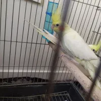 فروش عروس هلندی لوتینو  یک سال نیم جفت ماده