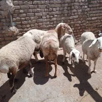 میش چاق فروشی