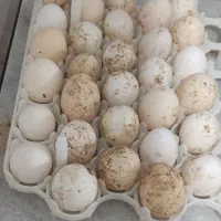 تخم مرغ ابریشمی اصل