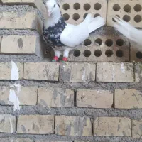 کلاغ‌نر|پرنده|دزفول, |دیوار