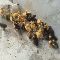 جوجه اردک ۱۲۰