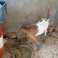 کهره|حیوانات مزرعه|قشم, |دیوار