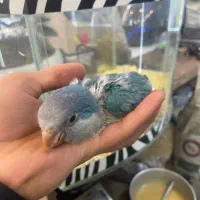 جوجه سرلاکی و نرم خور راهب (تک و تعداد)ملنگو کاسکو|پرنده|تهران, جیحون|دیوار