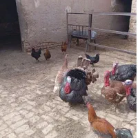 بوقلمون ماده