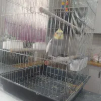 یه عدد طوطی عروس نر