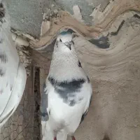 کفتر نر پشت سبز چشم سفید|پرنده|فردیس, داوری|دیوار