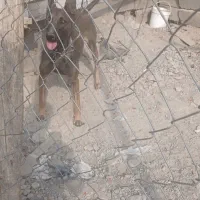 قلاده مالینیوز