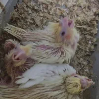 جوجه عروس هلندی