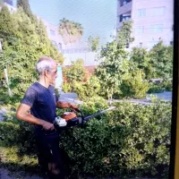 باغبانی هرس سم پاشی بریدن درختکاری با اره موتوری|خدمات باغبانی و درختکاری|شیراز, نارنجستان|دیوار