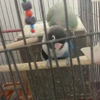 طوطی برزیلی|پرنده|بندر امام خمینی, |دیوار