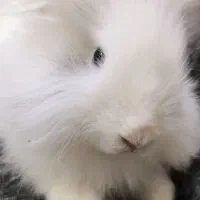 خرگوش لوپ|موش و خرگوش|برازجان, |دیوار