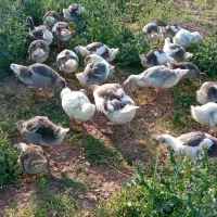غاز درشت و دو رگه بومی اوکراینی