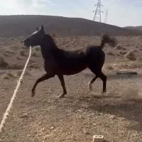 مادیان ۶ساله دمگیر شکم‌پر از محشر جهرم