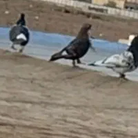 کبوتر موشی گمشده|حیوانات|قوچان, |دیوار