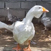 قو غاز لیندا و اردک طوسی
