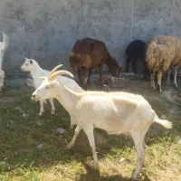 بز سانن اصل میش