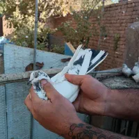 کفتر پرشی|پرنده|معصومیه, |دیوار