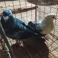 کبوتر