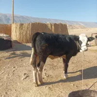 گاو آبستن و یک عدد گوساله ماده|حیوانات مزرعه|سیروان, |دیوار