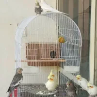 عروس هلندی