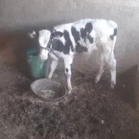 عقیلی روستای چم عربان|حیوانات مزرعه|شوشتر, |دیوار