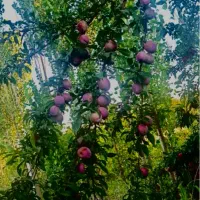 فروش آلو خورشتی شابلون