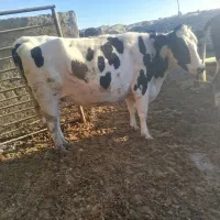 گاو و گوساله نخری|حیوانات مزرعه|اصفهان, ورزشگاه نقش جهان|دیوار