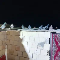 17عددکفتر بومی زد خوردی