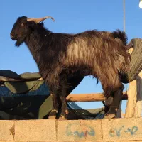 فروش چپش کهره پازن