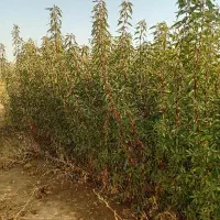فروش نهال در نهالستان نمونه‌‌‌