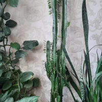 گل افوربیا