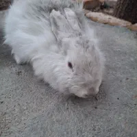 خرگوش سفید