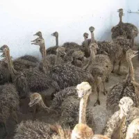 شترمرغ ومرغ خروس نژاد دار عمده