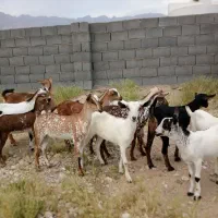 بز اهلی زنگ بزنین فقط