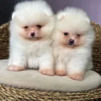 پامرانین خرسی خالص