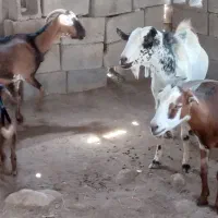 بز (کهر)