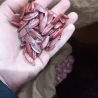 بذرآفتابگردان اس ۴۰۰ هیبریدکانادایی اصل