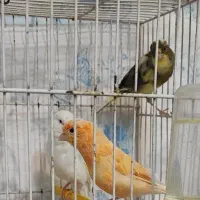 قناری تعداد