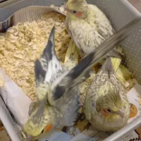 جوجه عروس هلندی