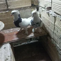 کبوتر طوقی لوتی|پرنده|تبریز, |دیوار