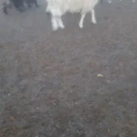 فروش بره نر|حیوانات مزرعه|جرقویه, |دیوار