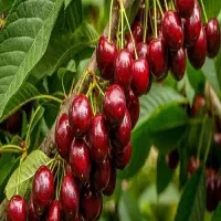 نهال فروشی|عمده‌فروشی|تبریز, |دیوار