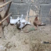 کبوتر پرشی
