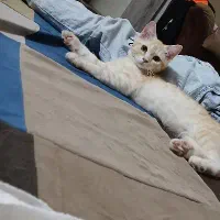 فروش گربه فوری