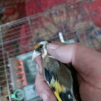 سهره ماده رام خیلی آرام جوجه قفس سه ساله قفس