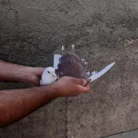 کفتر|پرنده|شهر ری, شهرک نظامی|دیوار