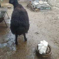 قوچ قره قزل|حیوانات مزرعه|قره پشتلو, |دیوار