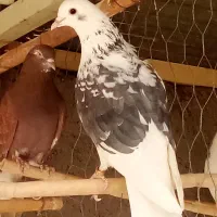 پشتار نر